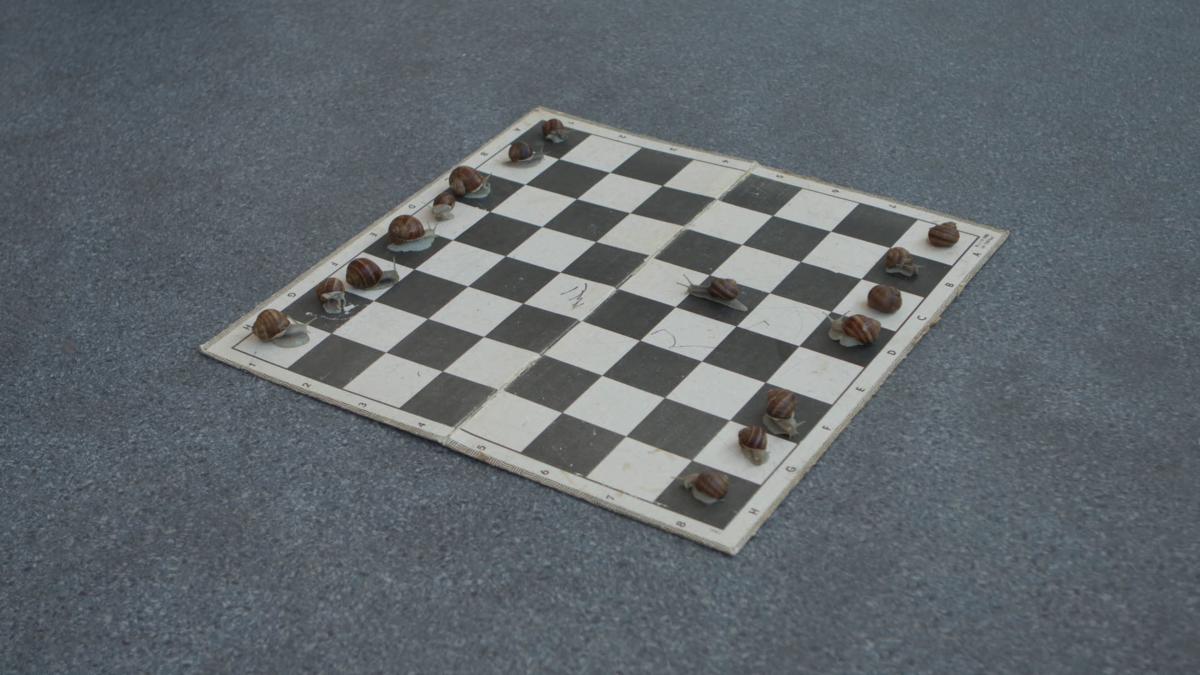 chess for snails 5